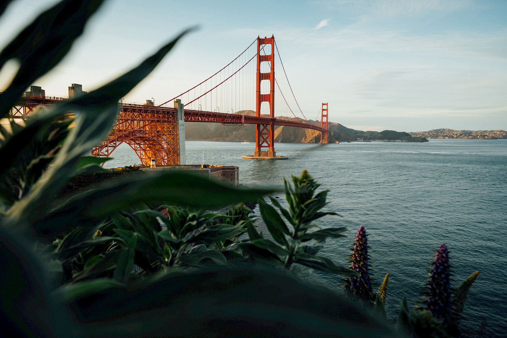 A view of the Golden Gate Bridge with water and foliage in the foreground and clear skies in the background.