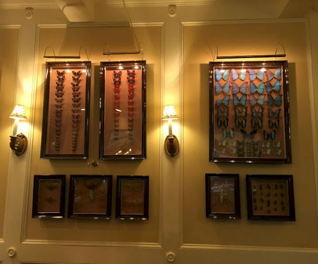 The image shows a wall display of framed butterfly collections, illuminated by wall lamps, with multiple frames featuring different species.